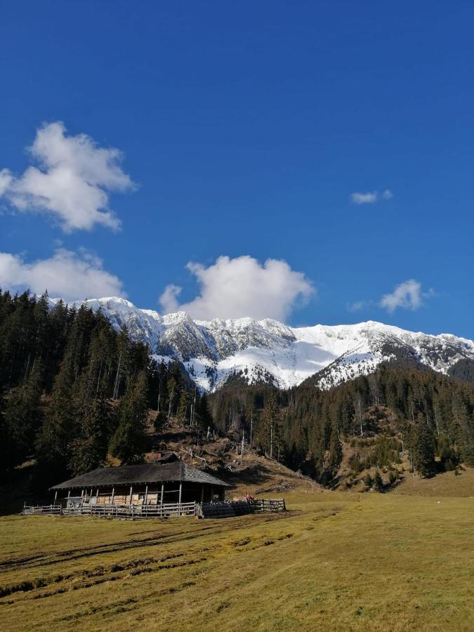 Pensiunea Crai Nou Hotel Şirnea Exterior foto